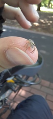 Salticinae