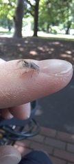 Salticinae