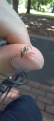 Salticinae