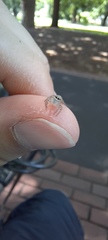 Salticinae