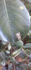 Salticinae