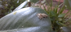 Salticinae