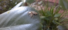 Salticinae