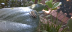 Salticinae