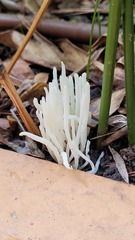 Clavaria alboglobospora