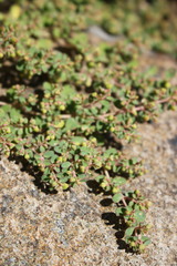 Euphorbia dallachyana