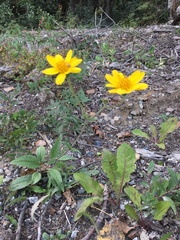 Arnica lonchophylla