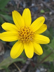 Arnica lonchophylla