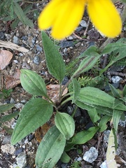 Arnica lonchophylla