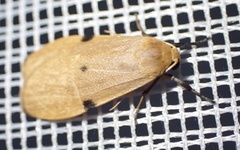 Archithosia costimacula