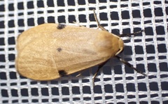 Archithosia costimacula