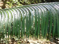 Cycas thouarsii