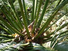 Cycas thouarsii