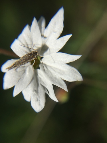 iNaturalist observation photo of Greya