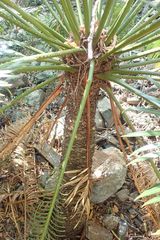 Cycas thouarsii
