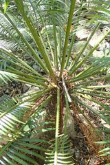Cycas thouarsii