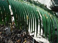 Cycas thouarsii