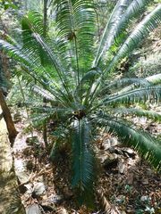 Cycas thouarsii