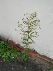 Erigeron canadensis