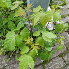 Acer negundo