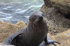 Arctocephalus forsteri