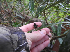 Pseudomonas savastanoi