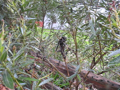 Pseudomonas savastanoi