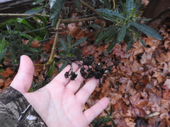 Pseudomonas savastanoi