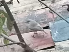 Phoenicurus ochruros