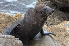 Arctocephalus forsteri