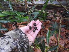 Pseudomonas savastanoi