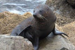 Arctocephalus forsteri