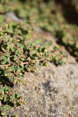 Euphorbia dallachyana