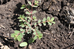 Euphorbia dallachyana