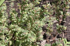 Euphorbia dallachyana