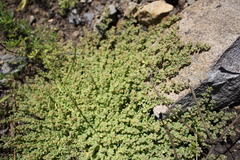 Euphorbia dallachyana