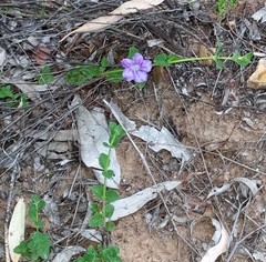 Dipteracanthus australasicus corynothecus