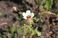 Hibiscus tridactylites