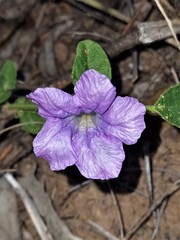 Dipteracanthus australasicus corynothecus