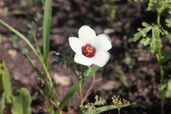 Hibiscus tridactylites