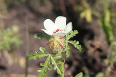 Hibiscus tridactylites