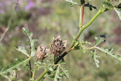 Hibiscus tridactylites