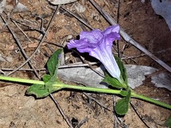 Dipteracanthus australasicus corynothecus
