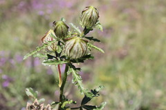 Hibiscus tridactylites