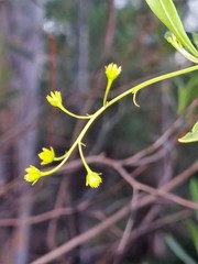 Dodonaea lanceolata
