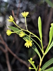 Dodonaea lanceolata