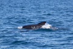 Globicephala