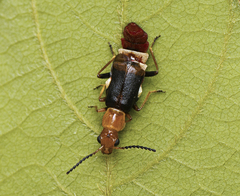 Carphurus fasciculatus