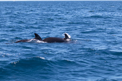 Globicephala