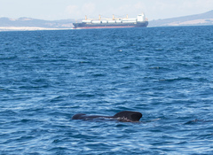 Globicephala
